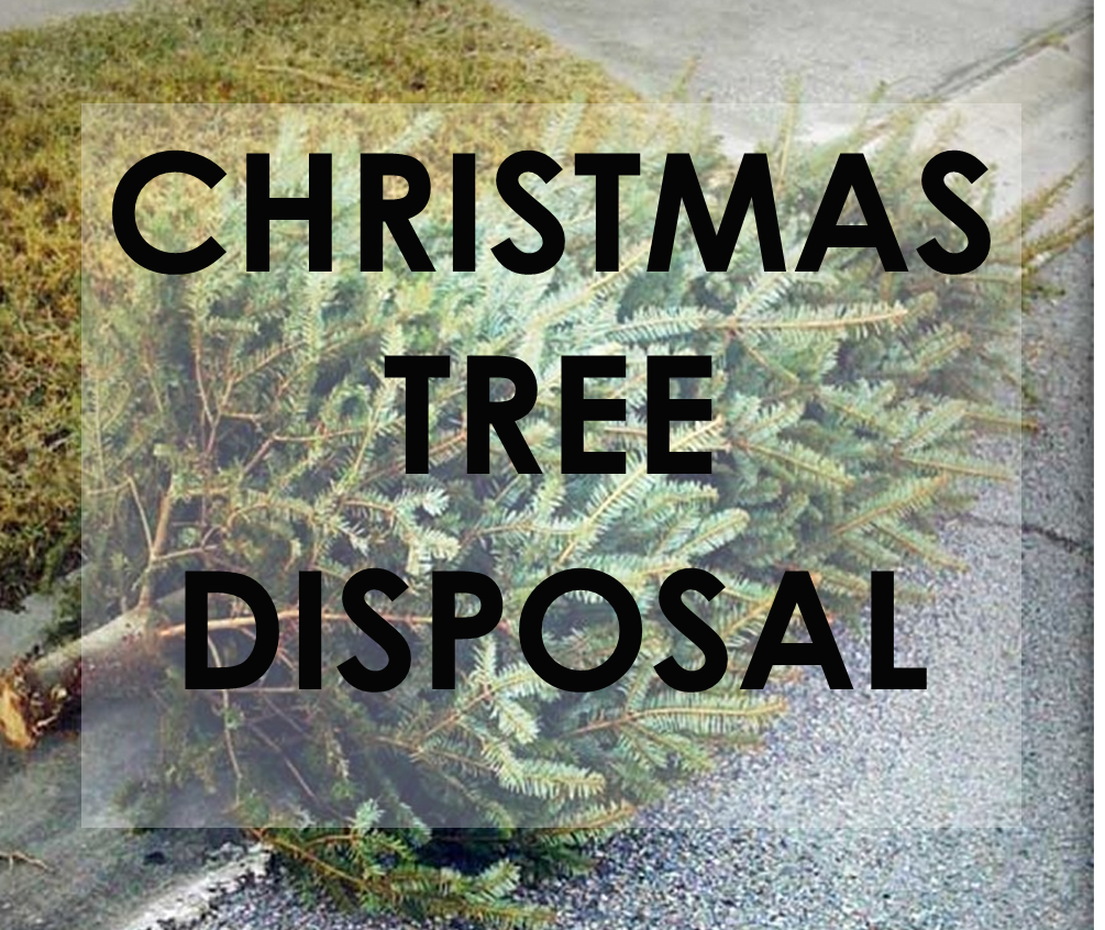 CHRISTMAS TREE DISPOSAL