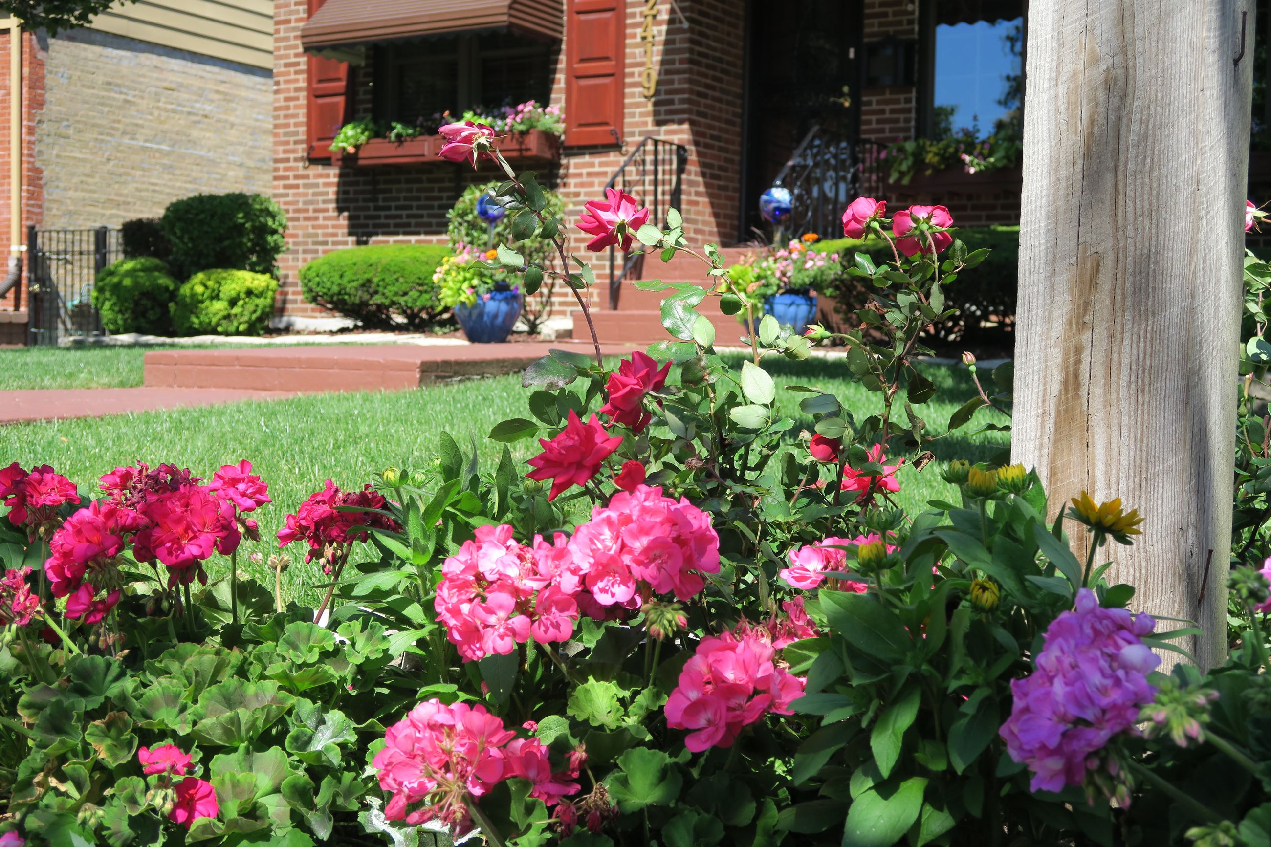 Close up view of pretty pink flowers in a resident's front yard